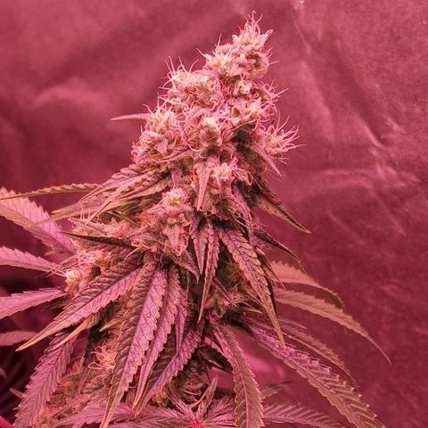Fastbuds FF - Tropicana Cookies growlog timeline photo
