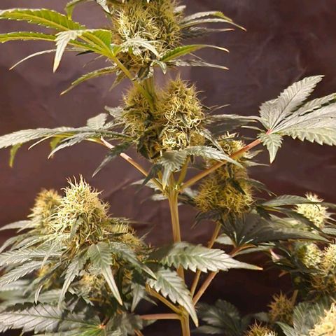 Sweet Seeds - Green Poison growlog timeline photo