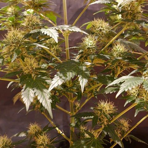 Sweet Seeds - Green Poison growlog timeline photo