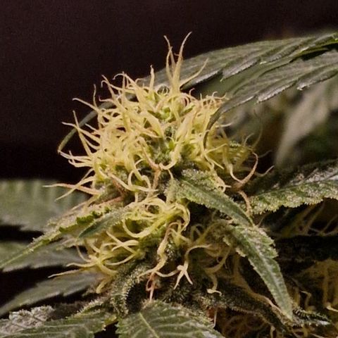 Sweet Seeds - Green Poison growlog timeline photo