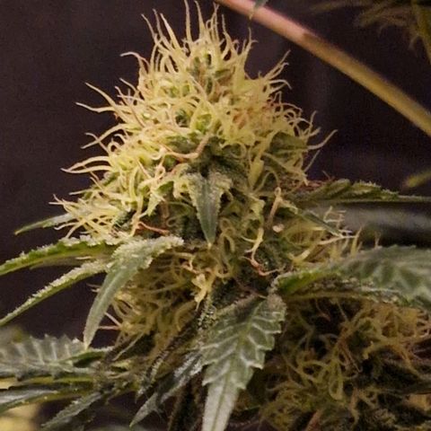 Sweet Seeds - Green Poison growlog timeline photo