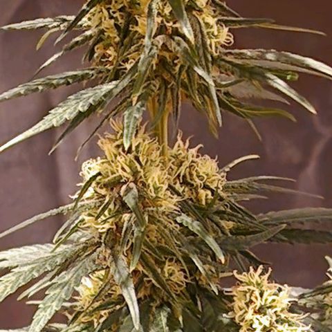 RQS - SweetZZ  growlog timeline photo