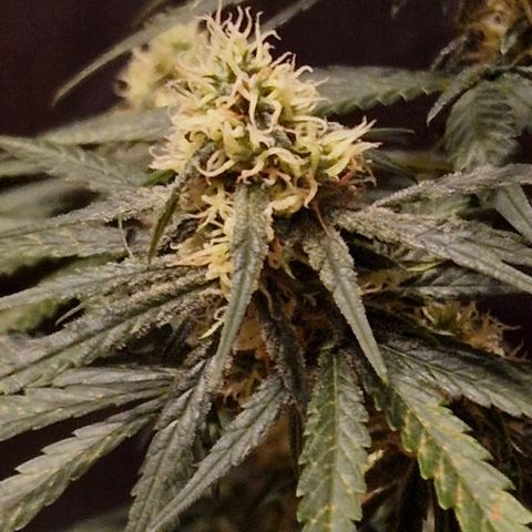 RQS - SweetZZ  growlog timeline photo