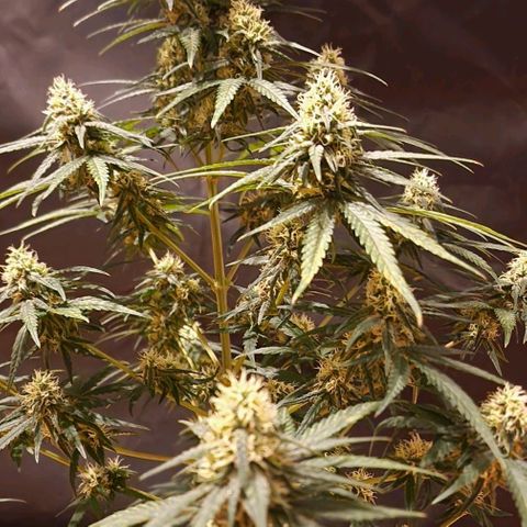 RQS - SweetZZ  growlog timeline photo
