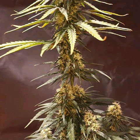 RQS - SweetZZ  growlog timeline photo