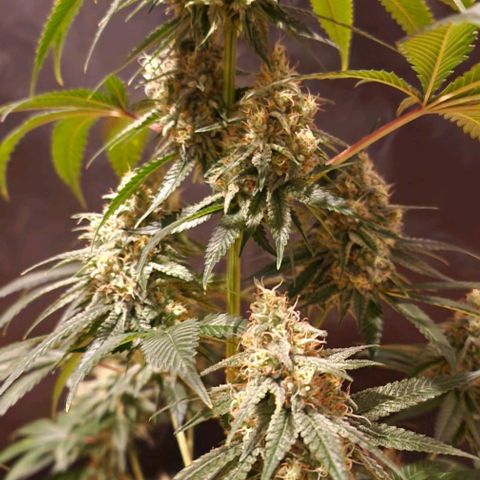 Fastbuds FF - Tropicana Cookies growlog timeline photo