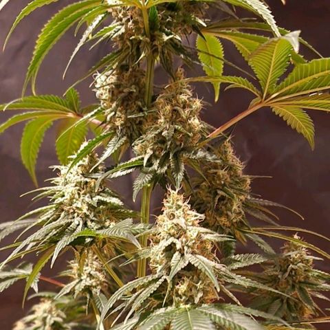 Fastbuds FF - Tropicana Cookies growlog timeline photo