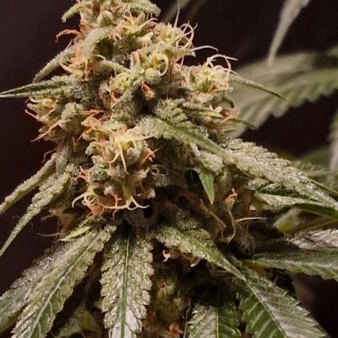 Fastbuds FF - Tropicana Cookies growlog timeline photo