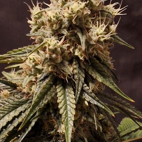 Fastbuds FF - Tropicana Cookies growlog timeline photo