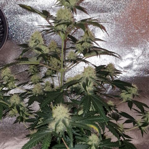 Sweet Seeds - Green Poison growlog timeline photo