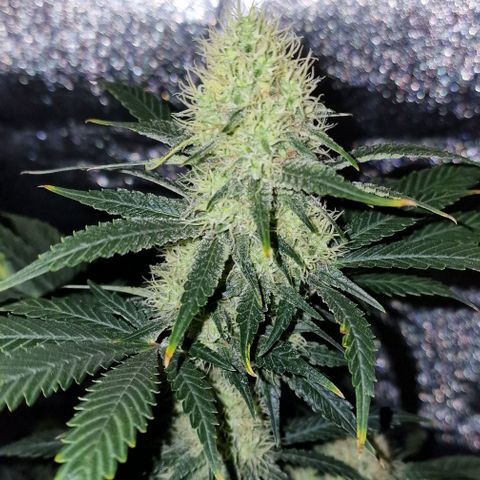 Sweet Seeds - Green Poison growlog timeline photo