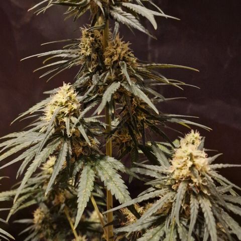 RQS - SweetZZ  growlog timeline photo