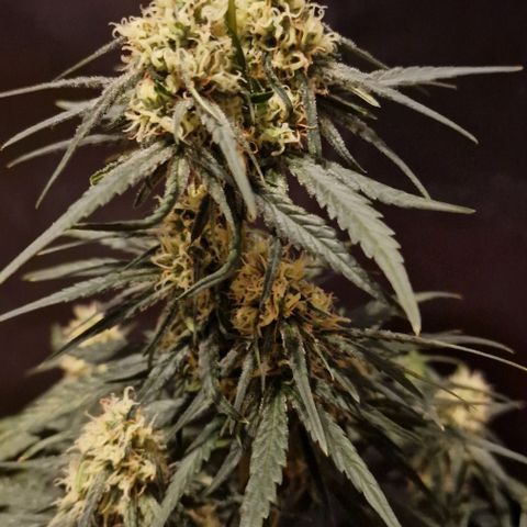 RQS - SweetZZ  growlog timeline photo