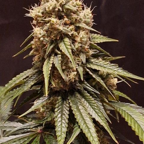 Fastbuds FF - Tropicana Cookies growlog timeline photo