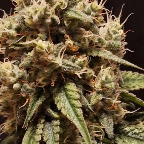 Fastbuds FF - Tropicana Cookies growlog timeline photo