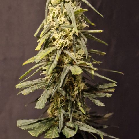RQS - SweetZZ  growlog timeline photo