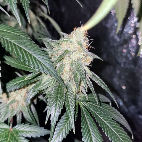 Fastbuds FF - Tropicana Cookies growlog timeline photo