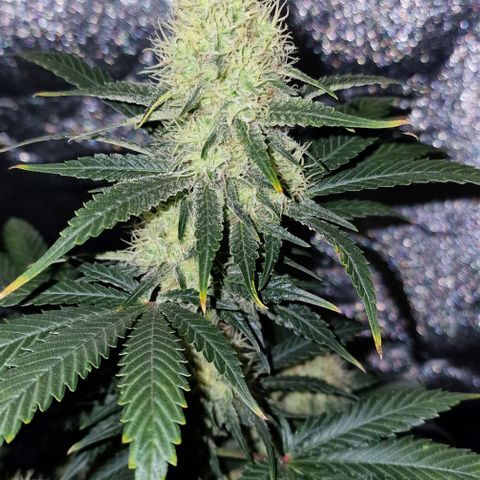 Sweet Seeds - Green Poison growlog timeline photo