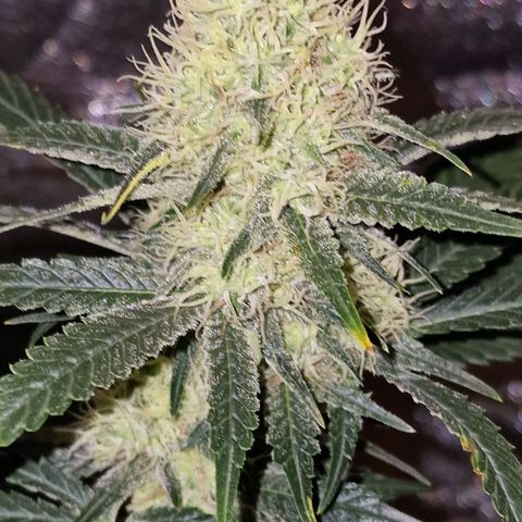 Sweet Seeds - Green Poison growlog timeline photo