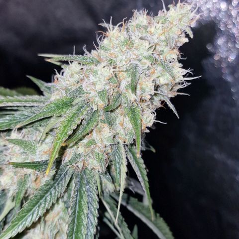 Fastbuds FF - Tropicana Cookies growlog timeline photo