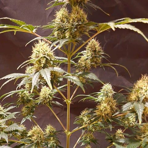Sweet Seeds - Green Poison growlog timeline photo