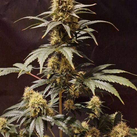 Sweet Seeds - Green Poison growlog timeline photo