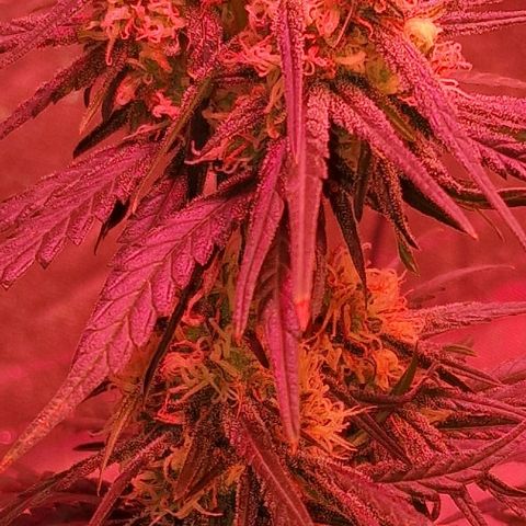 RQS - SweetZZ  growlog timeline photo