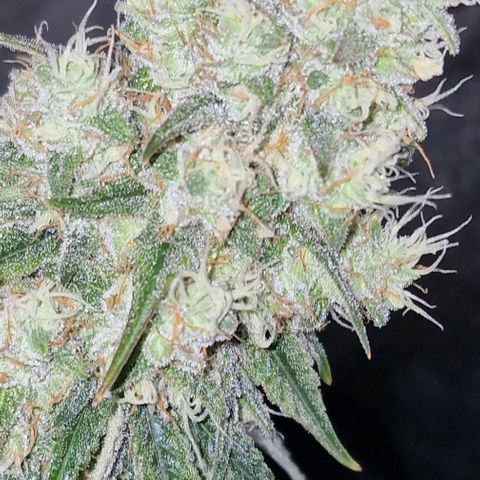Fastbuds FF - Tropicana Cookies growlog timeline photo