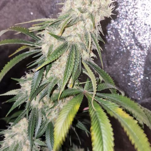 Fastbuds FF - Tropicana Cookies growlog timeline photo
