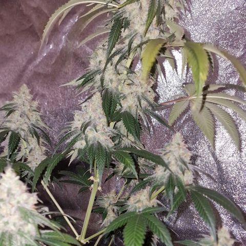 Fastbuds FF - Tropicana Cookies growlog timeline photo