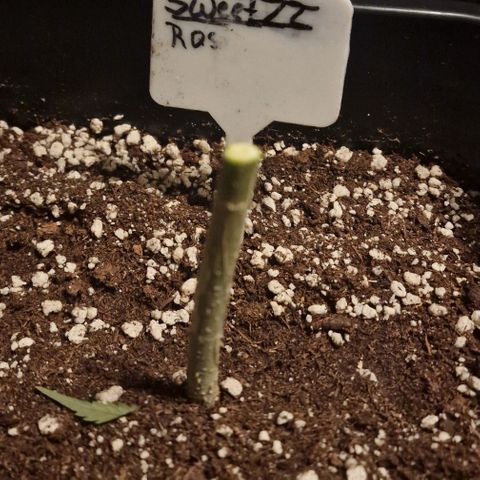 RQS - SweetZZ  growlog timeline photo