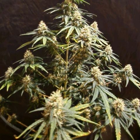 RQS - SweetZZ  growlog timeline photo