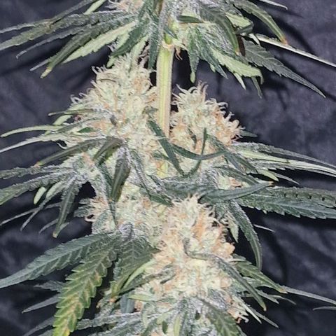 RQS - SweetZZ  growlog timeline photo