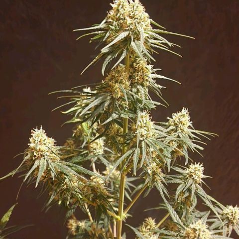RQS - SweetZZ  growlog timeline photo