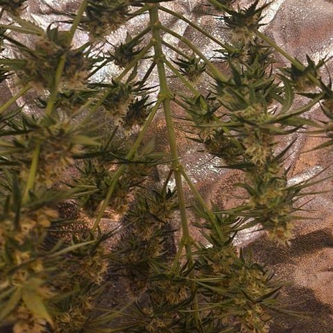 RQS - SweetZZ  growlog timeline photo