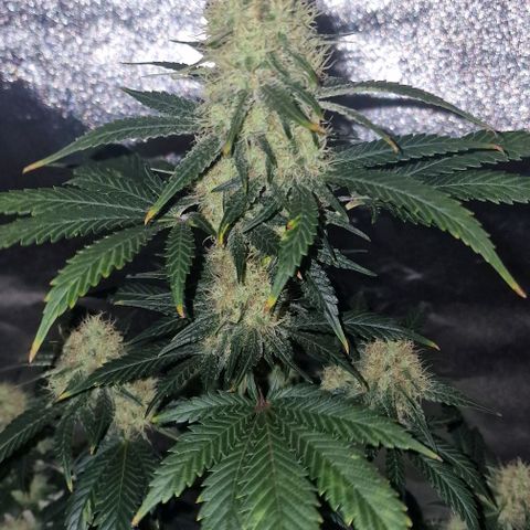 Sweet Seeds - Green Poison growlog timeline photo