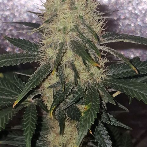 Sweet Seeds - Green Poison growlog timeline photo