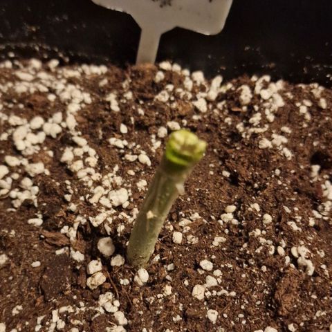 Fastbuds FF - Tropicana Cookies growlog timeline photo