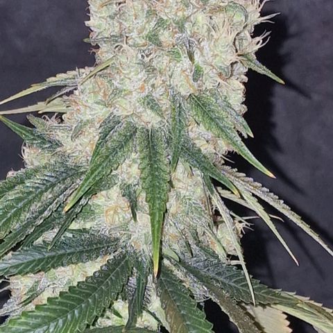 Fastbuds FF - Tropicana Cookies growlog timeline photo