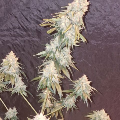 Fastbuds FF - Tropicana Cookies growlog timeline photo