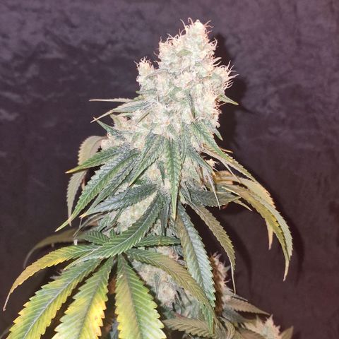 Fastbuds FF - Tropicana Cookies growlog timeline photo