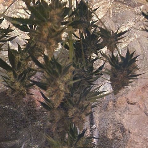 Fastbuds FF - Tropicana Cookies growlog timeline photo