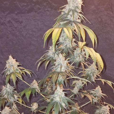 Fastbuds FF - Tropicana Cookies growlog timeline photo