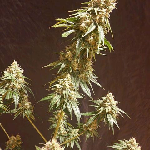 Fastbuds FF - Tropicana Cookies growlog timeline photo