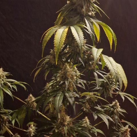 Fastbuds FF - Tropicana Cookies growlog timeline photo