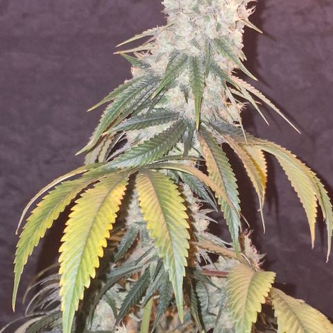 Fastbuds FF - Tropicana Cookies growlog timeline photo