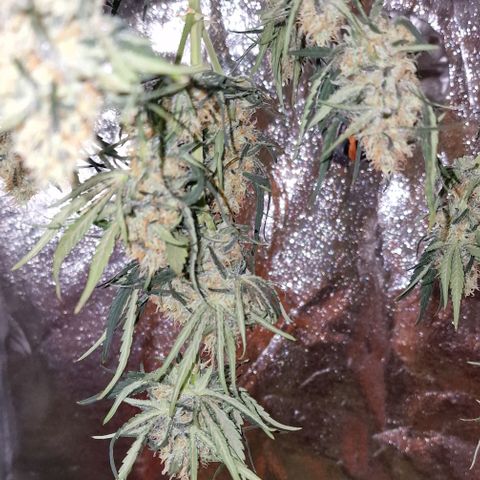 RQS - SweetZZ  growlog timeline photo