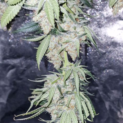 Fastbuds FF - Tropicana Cookies growlog timeline photo