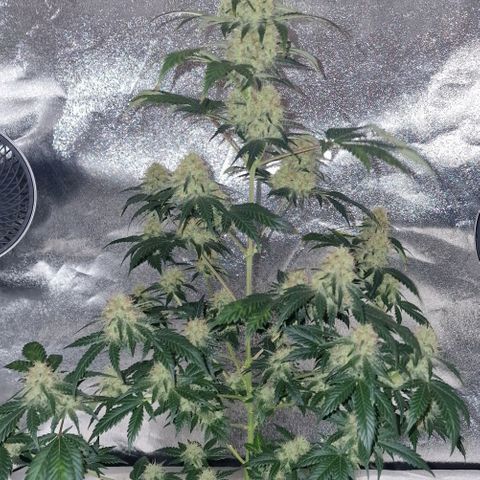 Sweet Seeds - Green Poison growlog timeline photo