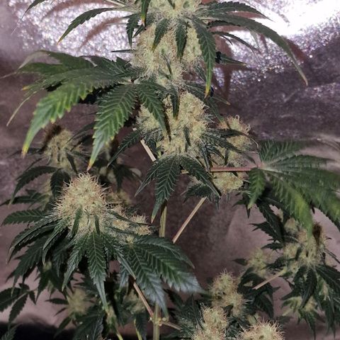 Sweet Seeds - Green Poison growlog timeline photo